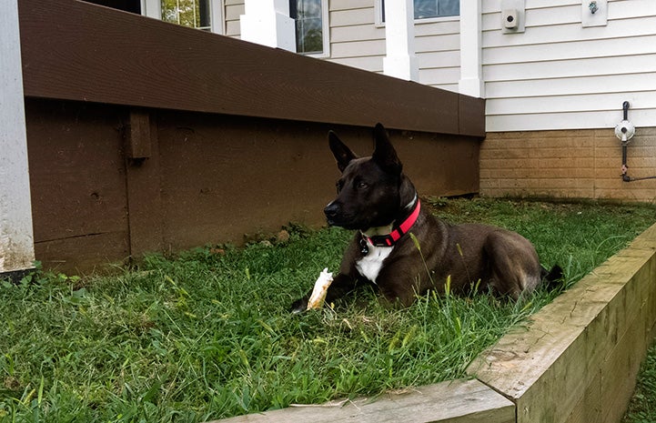 Sam the dog lying in the grass outside a home