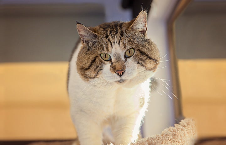 Brown tabby with white cat Boulder with very big cheeks