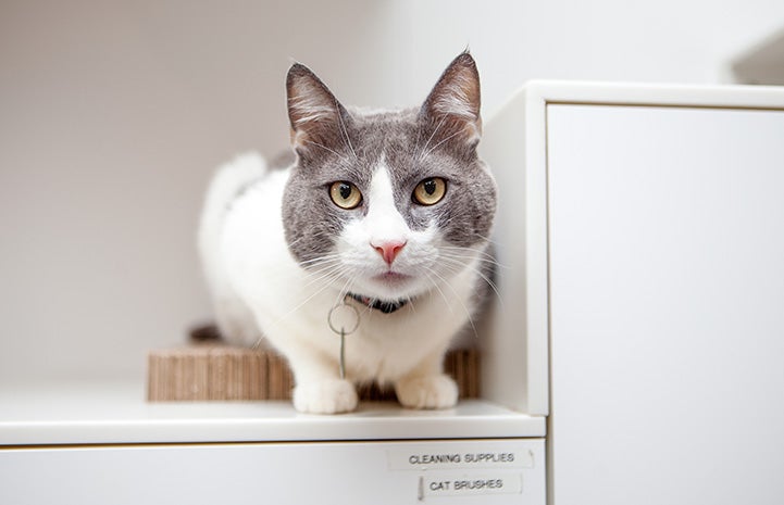 Boxley a gray and white cat with big cheeks