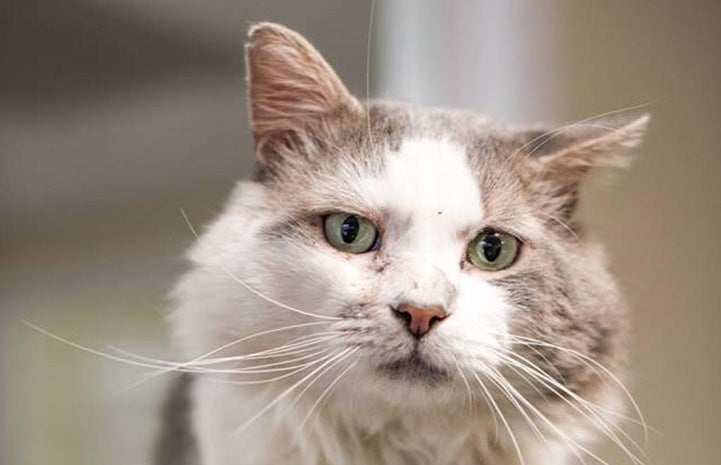 Lenny, a gray and white cat with big cheeks