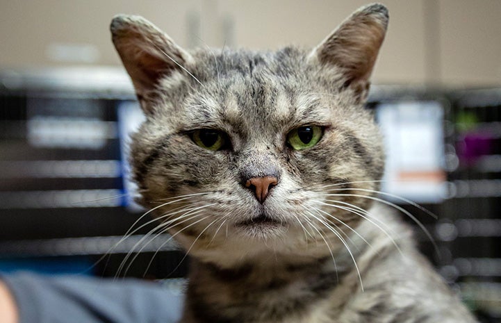 McCheeks, a gray tabby cat with large jowls