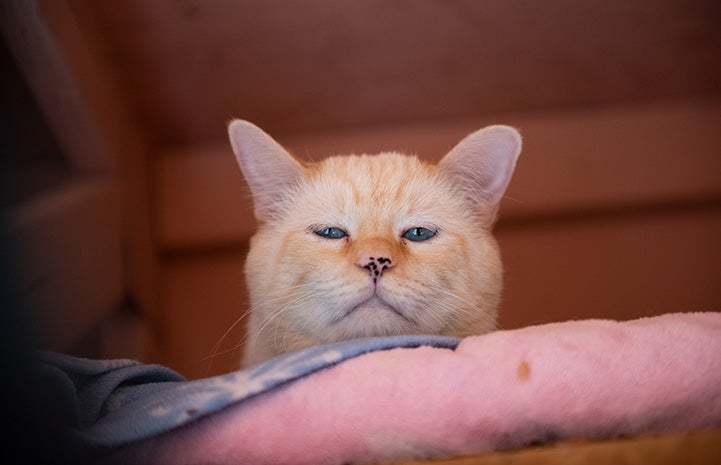 Pixie, a light orange tabby with blue eyes and a freckled nose