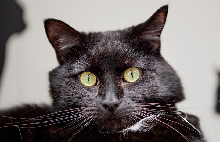 Black cat Nash with large jowls