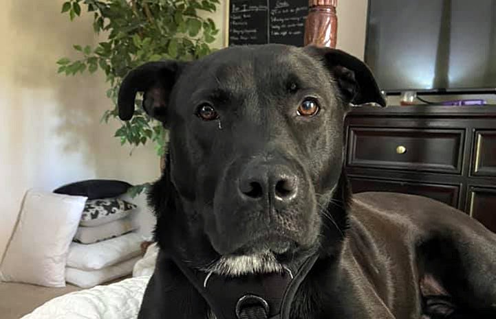 The face of Rocky, a big black dog
