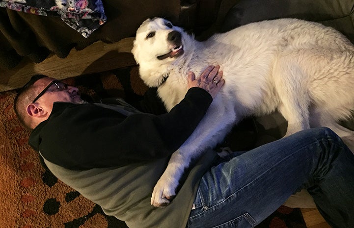 Eddie the great Pyrenees snuggling with a man