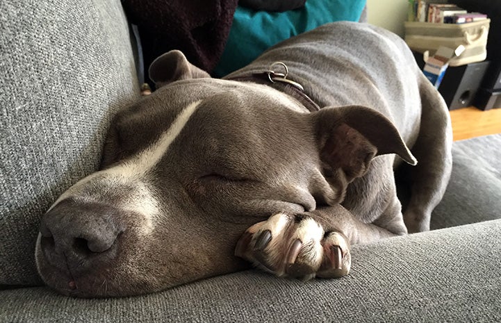 Gray and white pit bull type dog sleeping on a couch