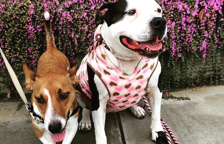 Georgia the dog wearing a bandanna and sitting on a sidewalk next to another smaller dog with flowers behind them
