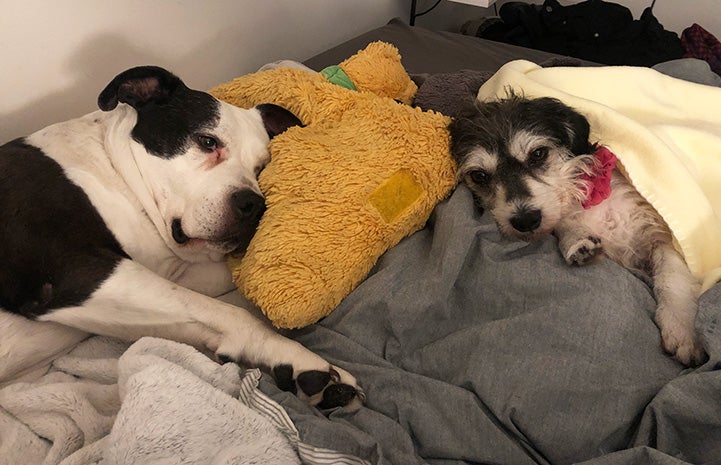 Georgia the dog sleeping on blankets and pillows next to another smaller dog