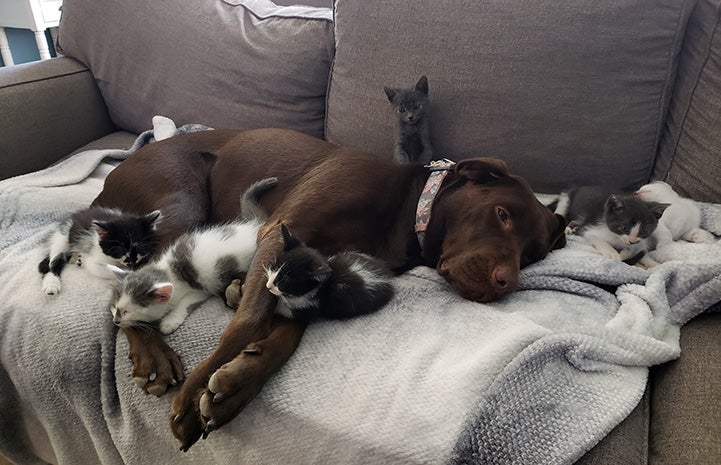 Penny the chocolate Labrador retriever lying on a couch surrounded by a litter of kittens