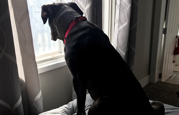 Big black dog, J Edgar Hoover, looking out a window