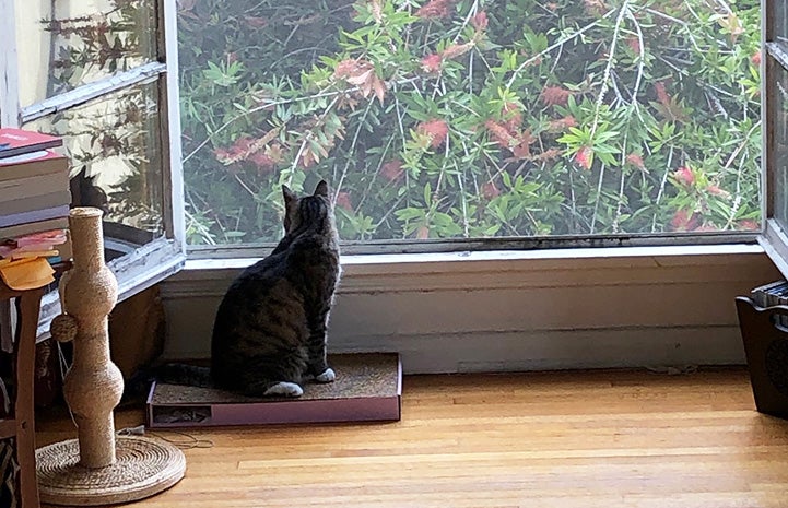Tootsie the blind cat sitting on a cardboard scratcher and facing a large window with green foliage on the other side