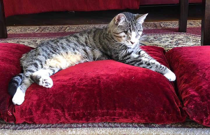 Brown tabby with white cat Tootsie lying on a red cushion