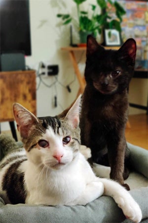 Byron and Shelley in a cat bed together