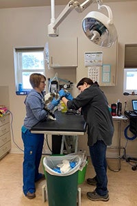 Best Friends Clinic preparing a cat for transport to Oregon