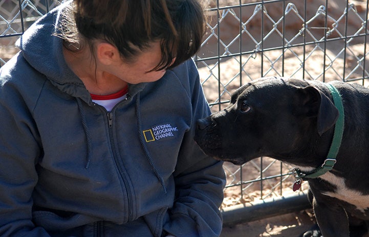 Cherry the Vicktory dog looking up at trainer Ann