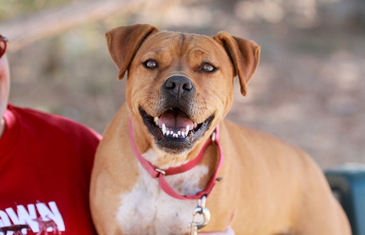 Vicktory dog Meryl smiling
