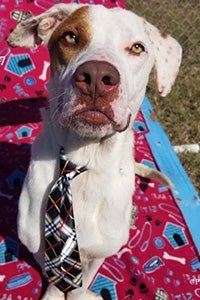 Ty the brown and white dog wearing a necktie and sitting on a pink blanket patterned with blue dog houses and bones