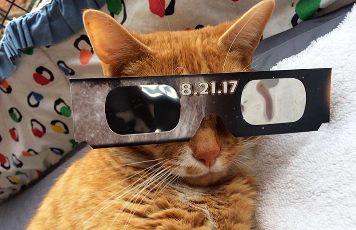 Solarflare the cat wearing eclipse glasses
