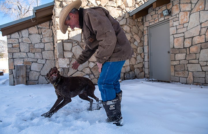 Sasha, the dog saved with the blood transfusion, running outside in the snow next to a man