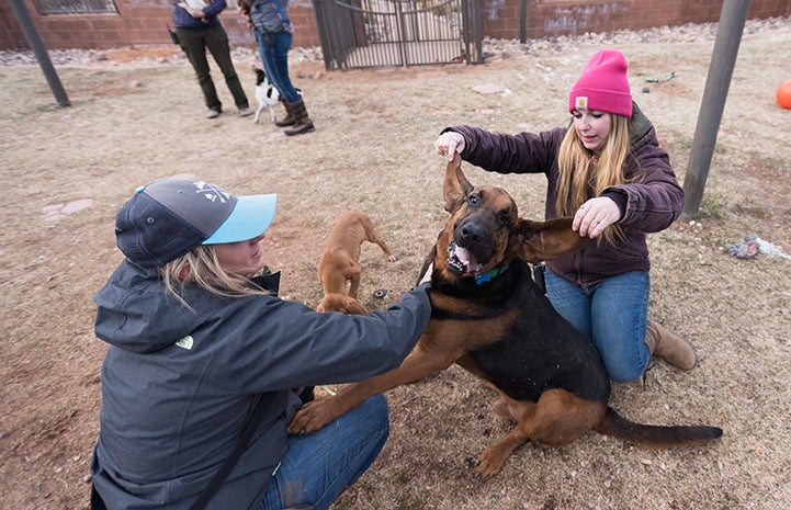 Two woman holding out Luther the bloodhound's ears