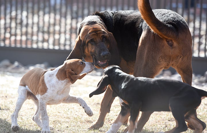 Luther the bloodhound helps socialize puppies, Luther, Mallard and Merganser