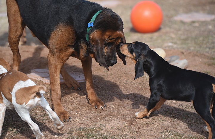 Wigeon the puppy sniffing Luther the bloodhound's face