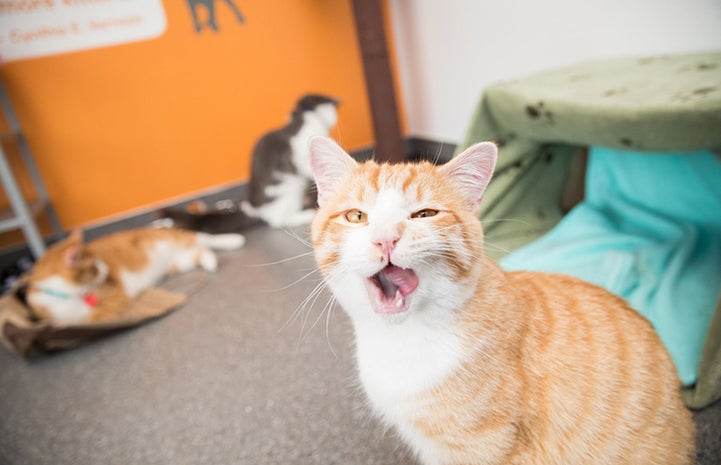 ACDC, an orange and white cat licking his lips