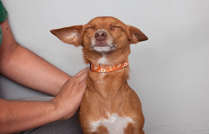 A small brown and white dog being petted by a person and his eyes are closed