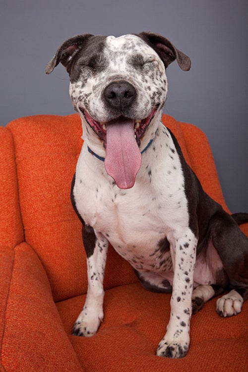 A brown and white pit bull terrier sitting on an orange chair with her eyes closed and mouth open in a smile with her tongue out