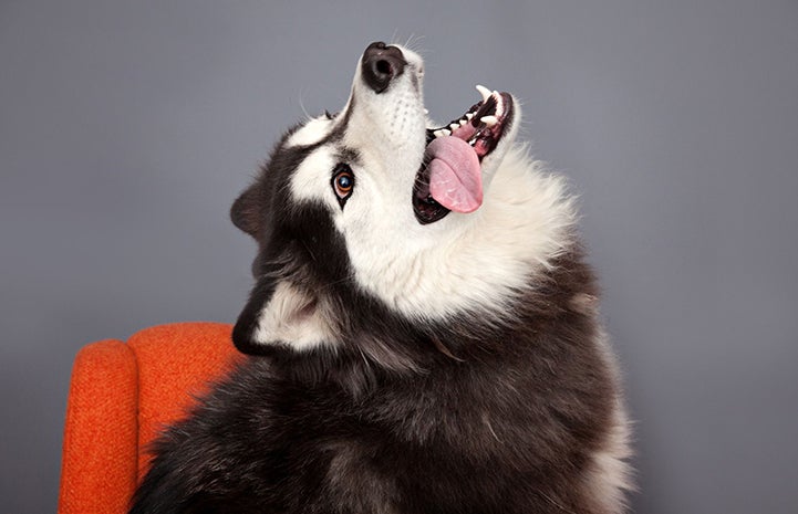 A husky type dog on an orange chair leaning his head back with his tongue sticking out