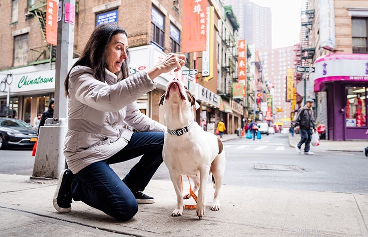 Woman holding a treat up with a white and brown pit bull terrier looking up toward her hand