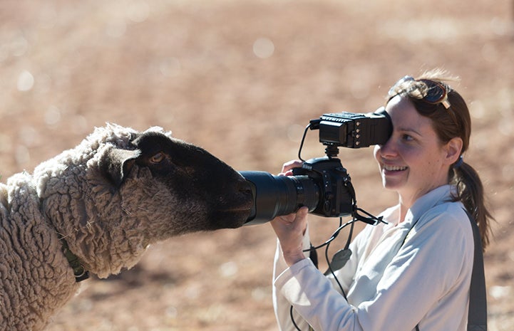 Butters the sheep with his face right in front of the digital camera being held by photographer Molly Wald