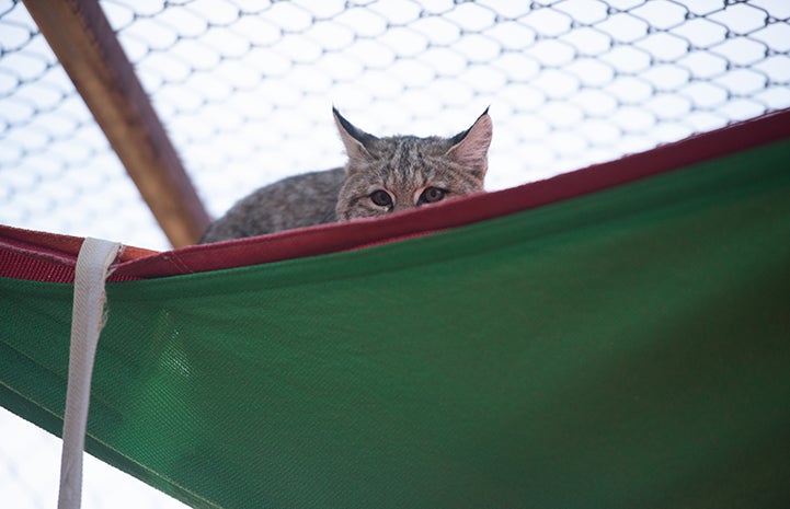 Wild bobcat lying on top of a "sail" intended for shade in her enclosure