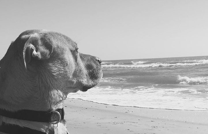 One of Peter Vega’s favorite photographs is of a once boisterous dog named Tyler sitting calmly on a beach looking out at the ocean