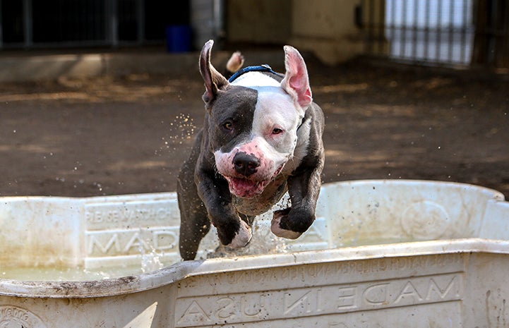 Photo of Nina, an energetic dog, while she was at the Best Friends Pet Adoption and Spay/Neuter Center in Los Angeles