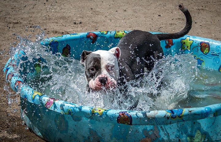 Once Nina the dog had settled in at the center, dips in a kiddie pool turned out to be one of her favorite activities