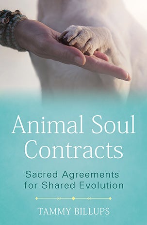 Animal Soul Contracts book cover