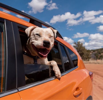 Smiling dog sticking head out of car window