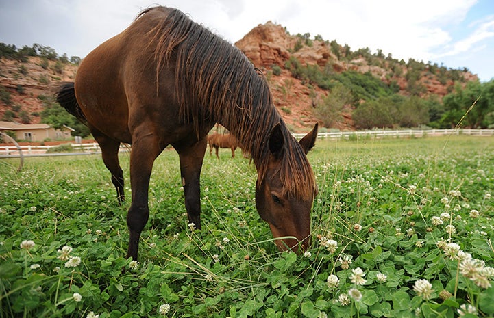 Brown horse eating clover at Horse Haven