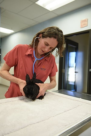 Dr. Patti examines Wilbur the rabbit