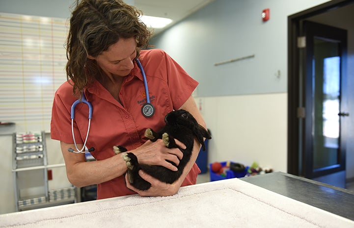 Dr. Patti examining Wilbur the rabbit in a veterinary exam