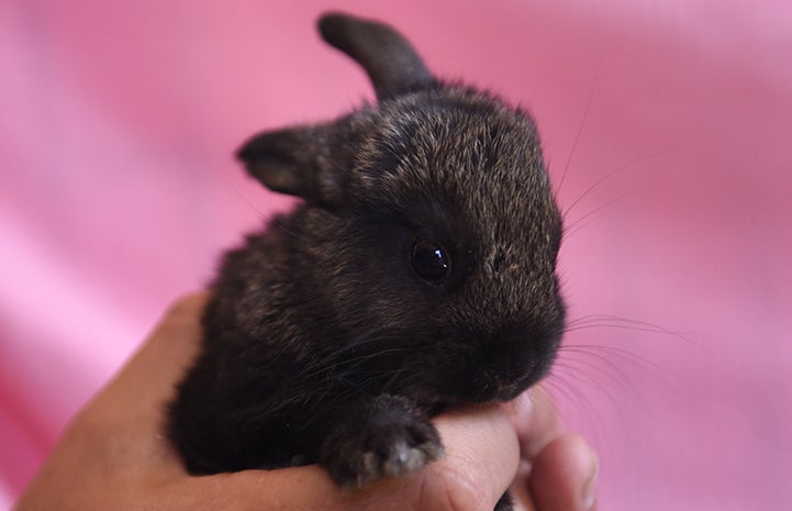 Flo, one of the baby rabbits, who had to be bottle fed