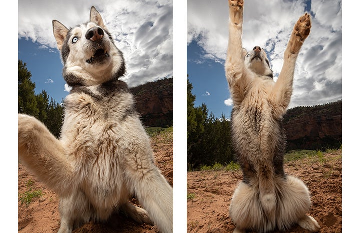Two photos of Burton a husky mix where he's jumping up with his front paws
