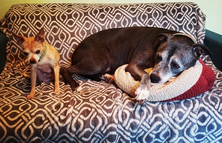Chihuahua in foster care gets along with larger dogs