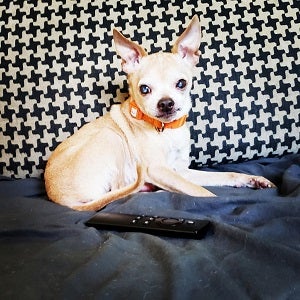 Chihuahua from Best Friends Los Angeles in foster care