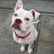 Adopt Butters the dog available for adoption from NorCal Boxer Rescue