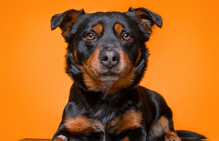 Black and brown dog in front of an orange background