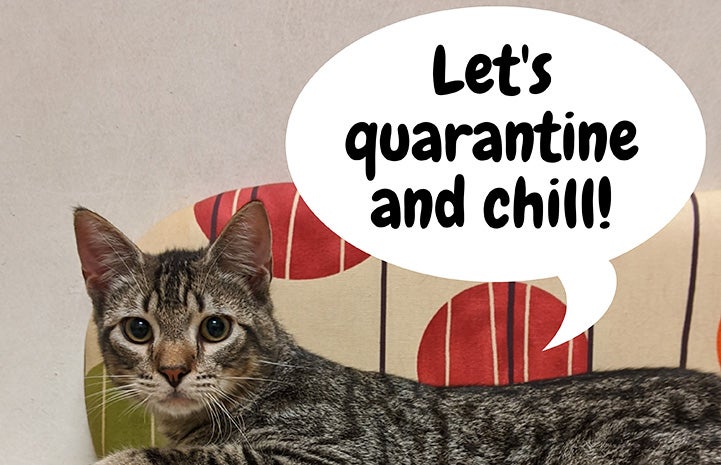 Brown tabby cat with a talk bubble above him that says, "Let's quarantine and chill!"