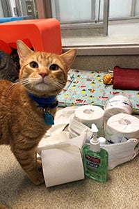 Orange tabby cat next to a pile of toilet paper, hand sanitizer and medical mask