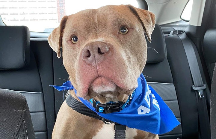 Gray and white pit bull type dog wearing a blue bandanna, sitting in a car